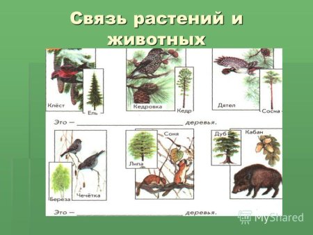 Связь между растениями и животными