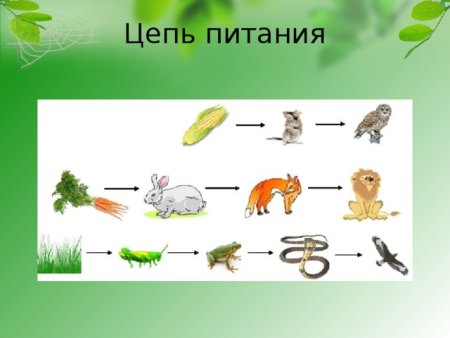 Пищевая цепочка в лесу 3 класс окружающий мир