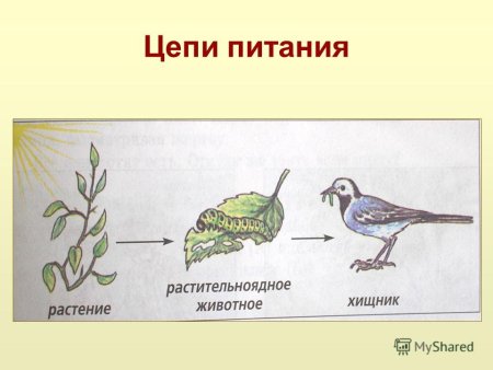 Цепь питания Кулика