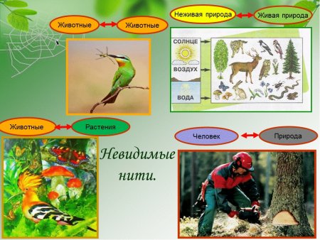 Взаимосвязь между растениями и животными схема 2 класс