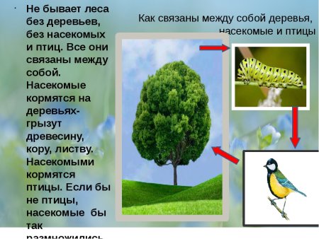 Невидимимые нити в весеннем лесу