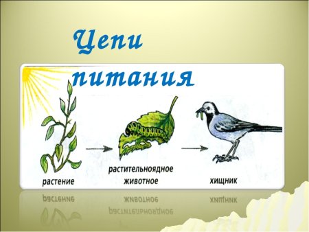 Цепь питания 3 класс окружающий мир схема