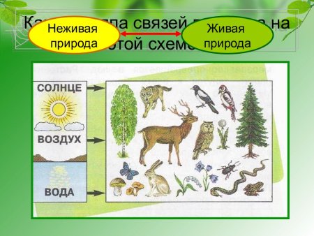 Схема связи живой и неживой природы 2 класс окружающий мир