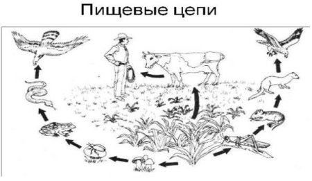 Пищевая цепочка раскраска