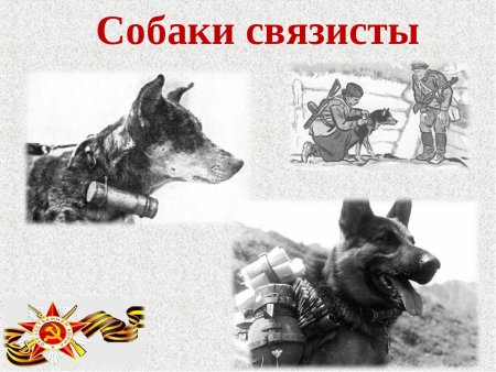 Собаки санитары в годы Великой Отечественной войны