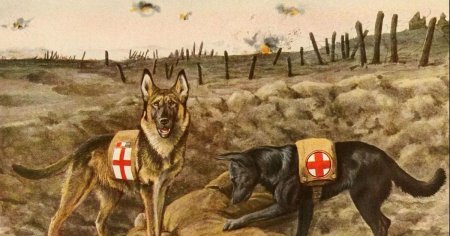 Собаки санитары в годы Великой Отечественной войны