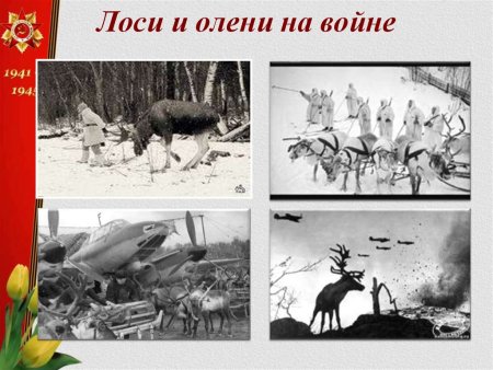 Олени во время Великой Отечественной войны 1941-1945