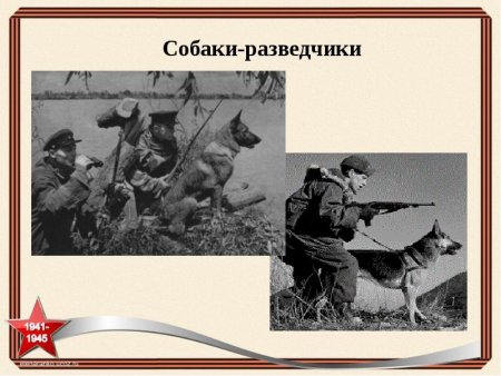 Разведчики собаки в Великой Отечественной войне