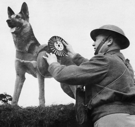 Немецкая овчарка Джульбарс