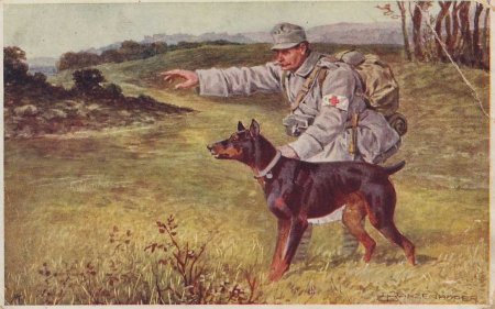 Собака санитар