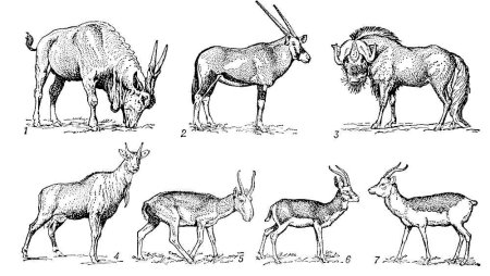Отряд парнокопытные классификация