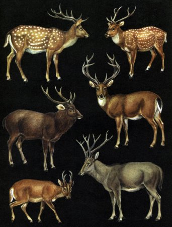 Парнокопытные семейства оленевых