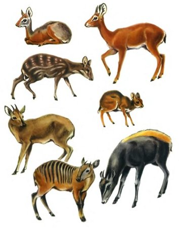 Парнокопытные жвачные представители