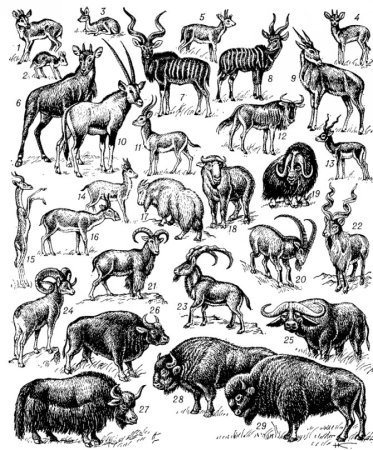 Полорогие парнокопытные