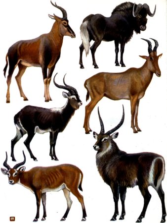 Парнокопытные жвачные