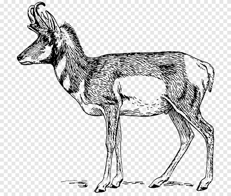 Вилорог рисунок