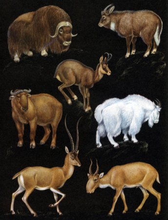 Жвачные Полорогие