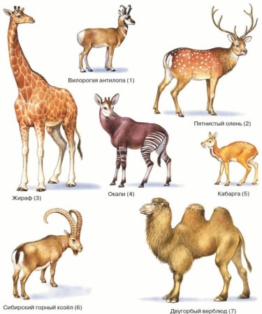 Отряды млекопитающих парнокопытные