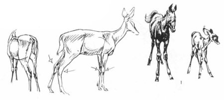 Движение копытных