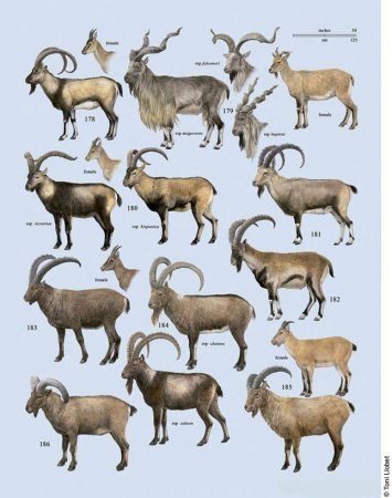 Породы диких Козлов