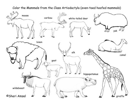 Млекопитающие раскраска для детей