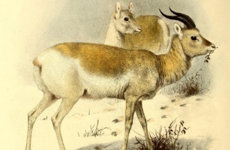 Монгольская антилопа дзерен