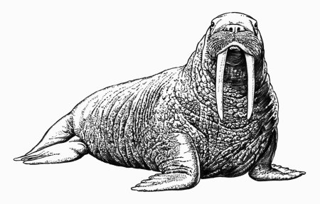 Атлантический морж