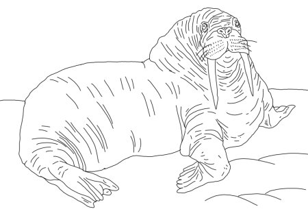 Атлантический морж раскраска