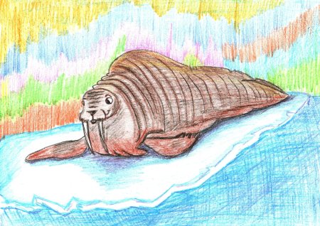 Атлантический морж рисунок
