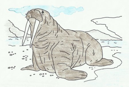 Бианки моржиха