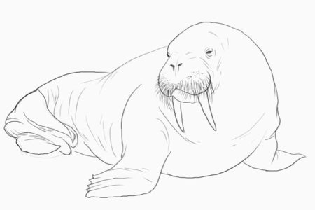 Рисуем моржа