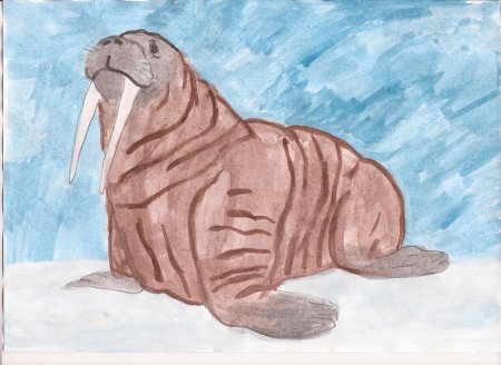 Рисование морж