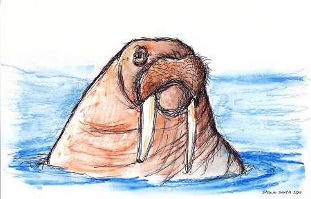 Графическое изображение моржа