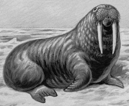 Морж в Арктике картина