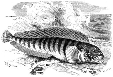 Морской котик раскраска