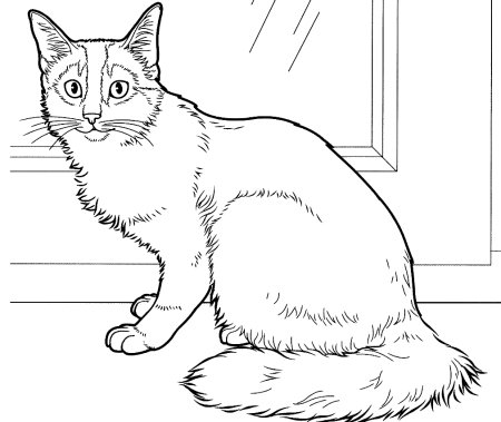 Раскраска кот