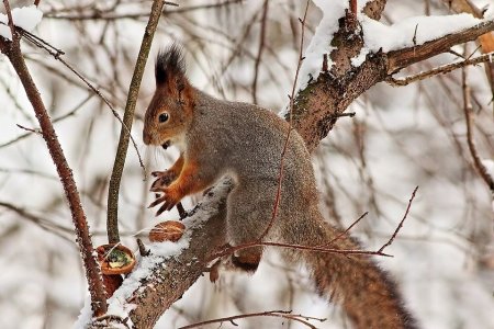 Дикие животные Удмуртии