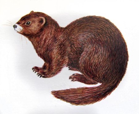 Карта животных Удмуртии