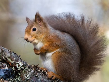 Животные Удмуртии презентация