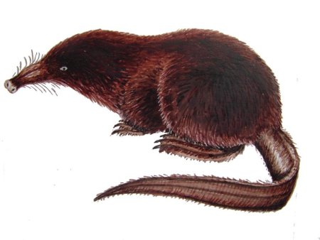 Росомаха животное раскраска