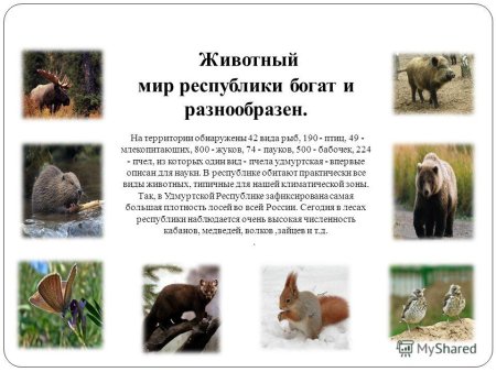 Краснокнижные животные Лесная Соня