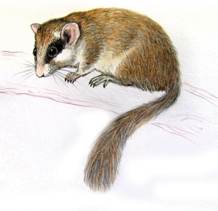 Лес глазами детей с животными