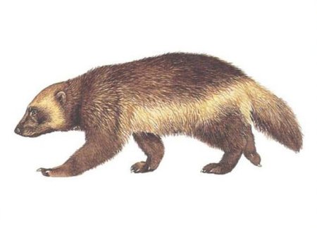 Росомаха раскраска для детей животное