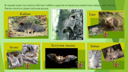 Лось на белом фоне