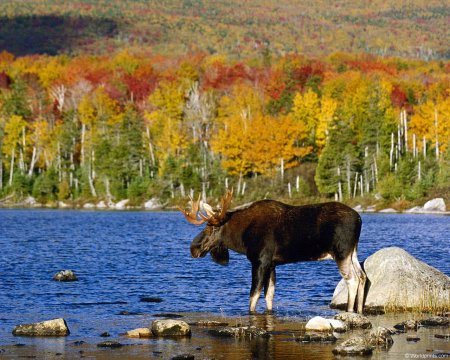 Раскраска бобра для детей