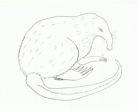 Лосиха для детей карточка