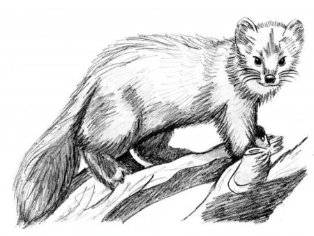 Лиса изображение для детей