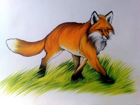 Животные красной книги раскраска