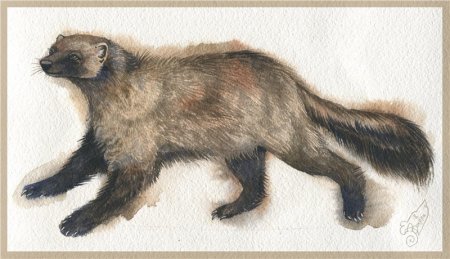 Еж для детей