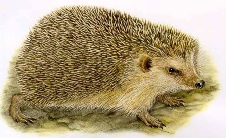 Лось в Удмуртии